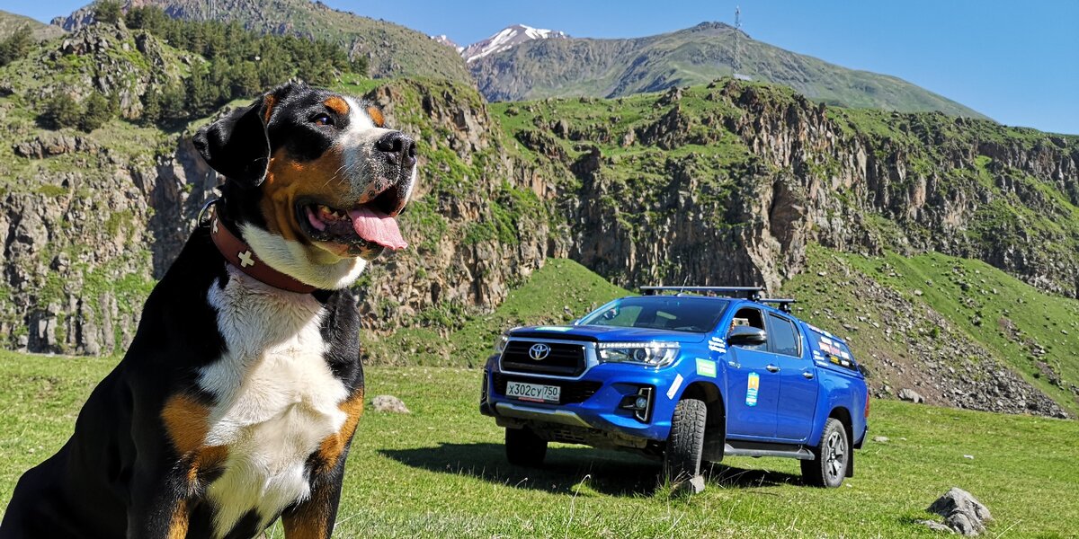 Моя собака - большой швейцарский Зенненхунд Бона . Казбек, Грузия