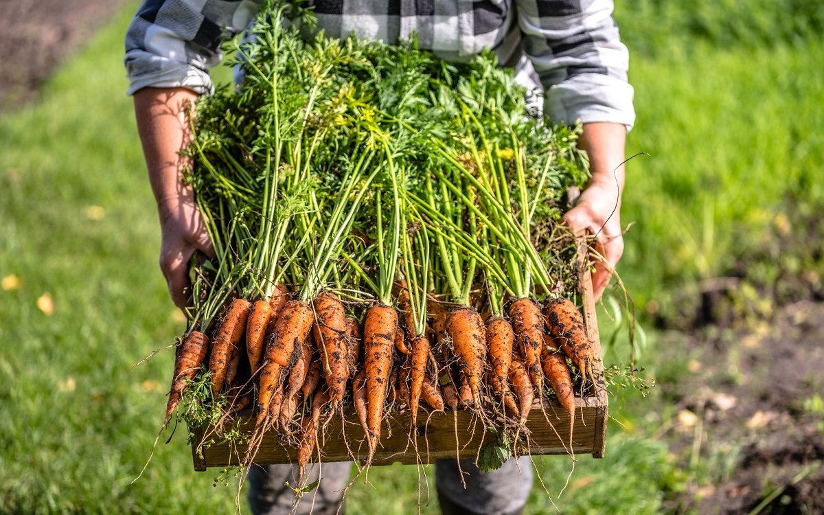 Все о выращивании моркови