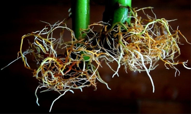 Готовим стимулятор роста корней дома