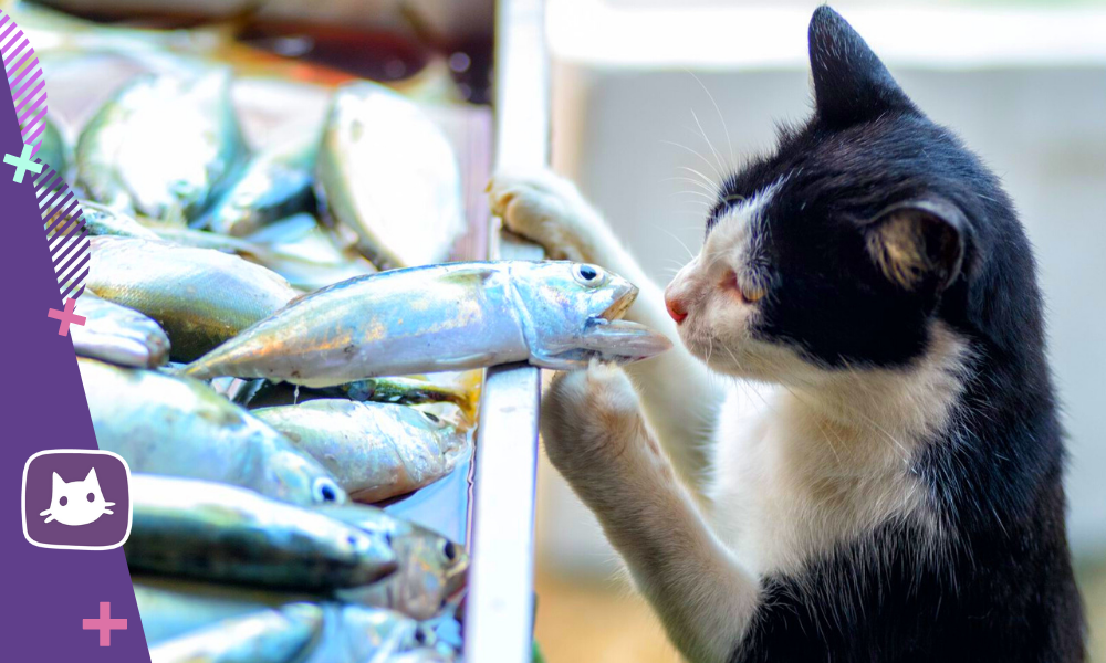 Какую рыбу можно есть кошке