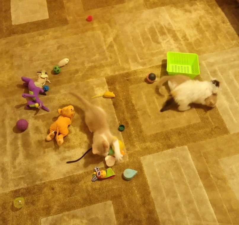 Что не съем, то понадкусываю. Ну или хотя бы оближу. 