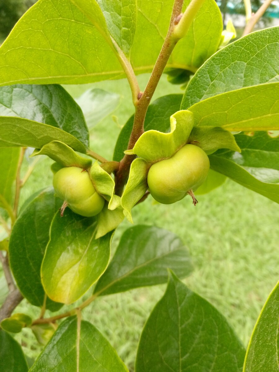 Первые урожай Хурмы