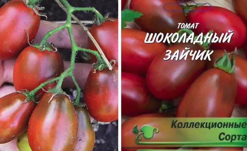 Томат шоколадный описание сорта фото