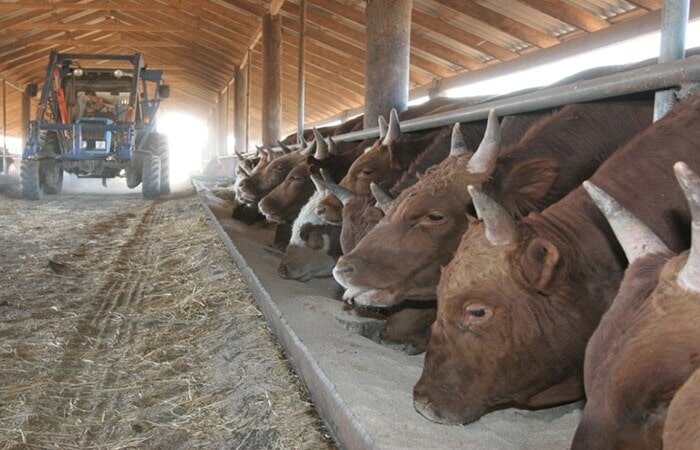 Бизнес-идея: Разведение бычков на мясо
