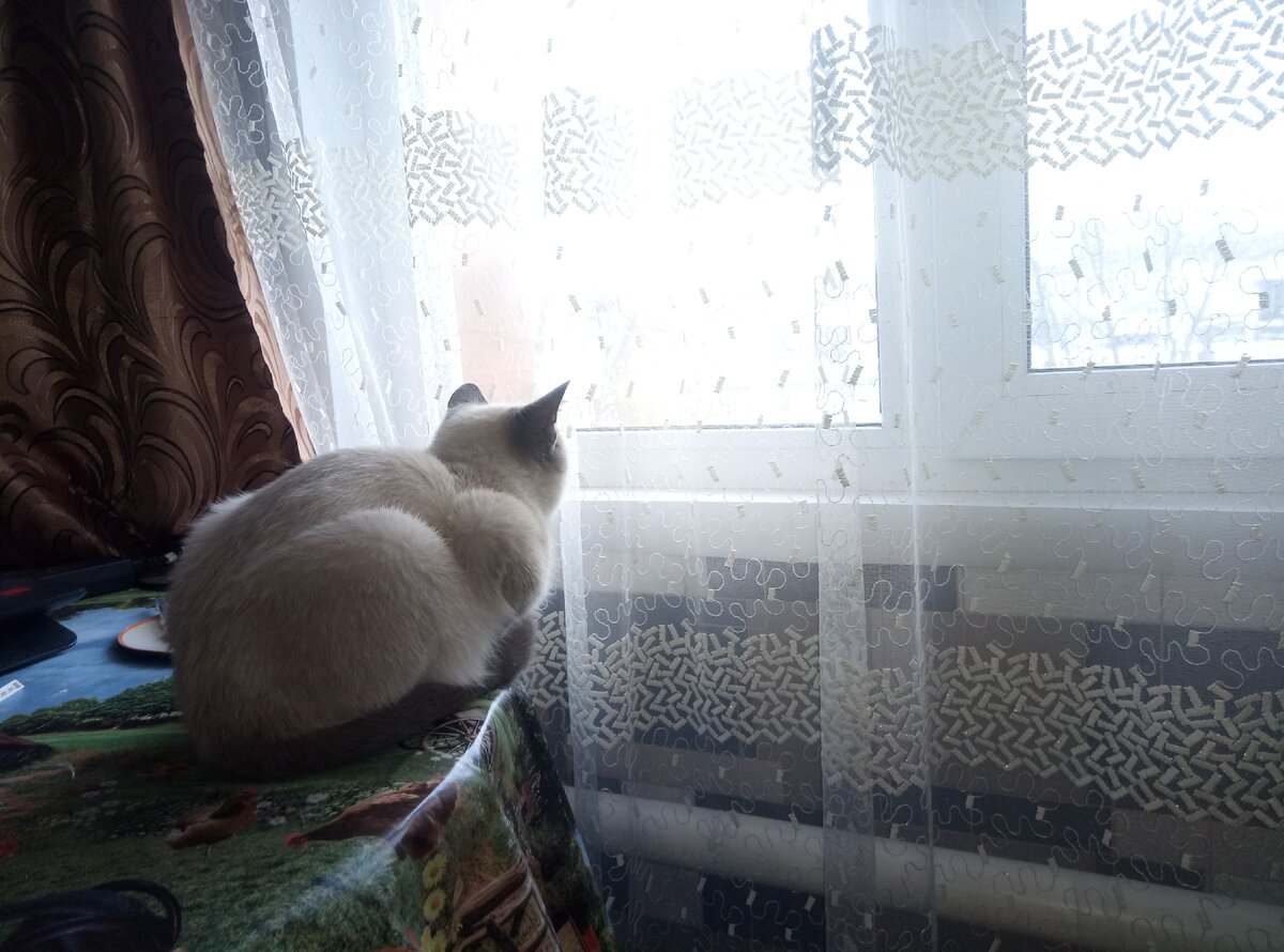 То в одно окно посмотрит...