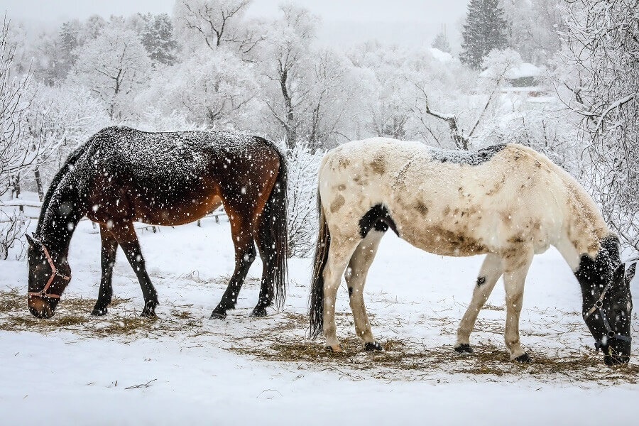 Фото: @yaspol, vk.com