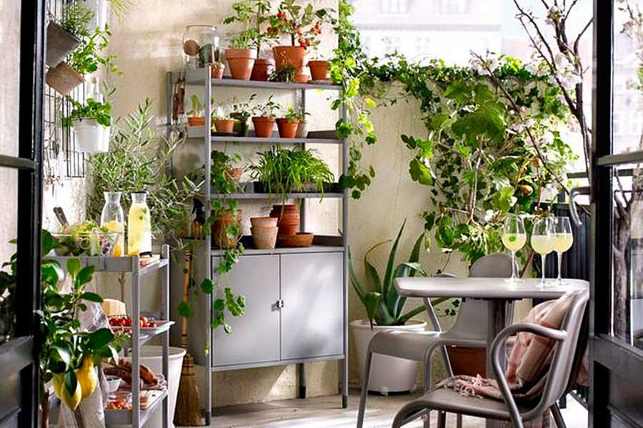 Какие растения для каких помещений выбрать + фото, названия и 3 фактора их жизни