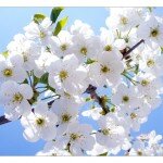  Здравствуйте, дорогие друзья! Рада новой встрече с Вами!