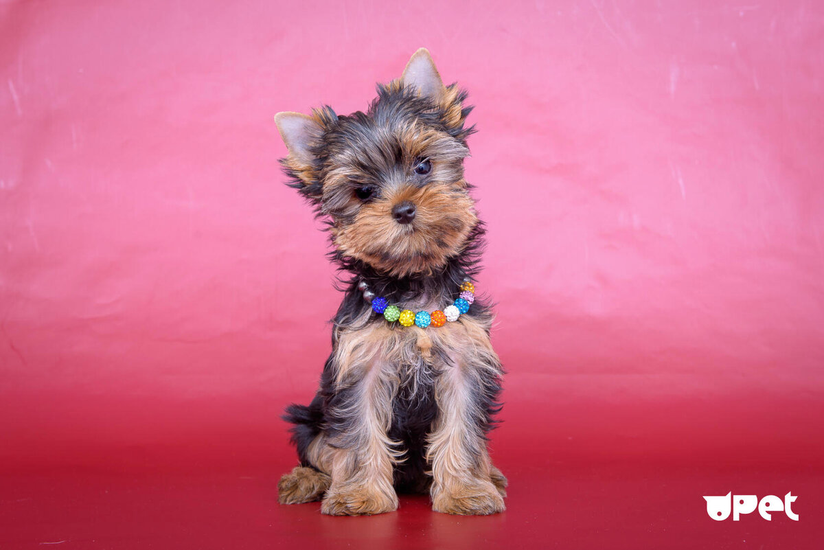 Щенок йоркширского терьера (Взято с https://uk.upet.com)
