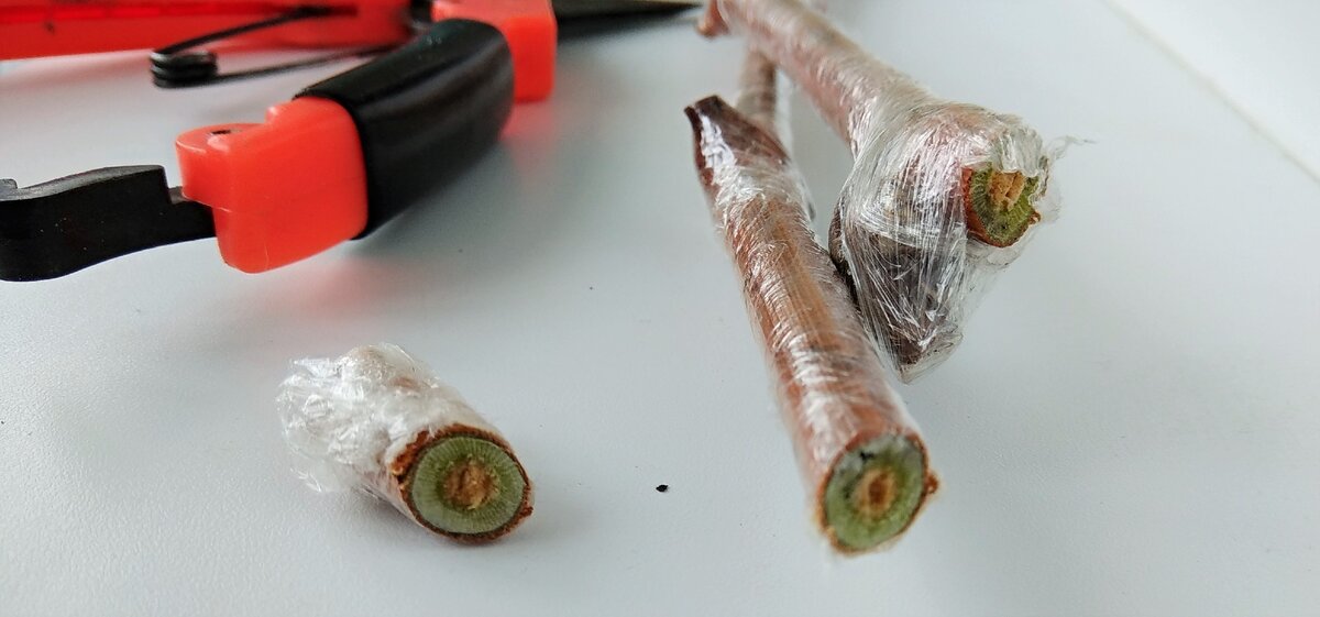 Черенок готов к укоренению