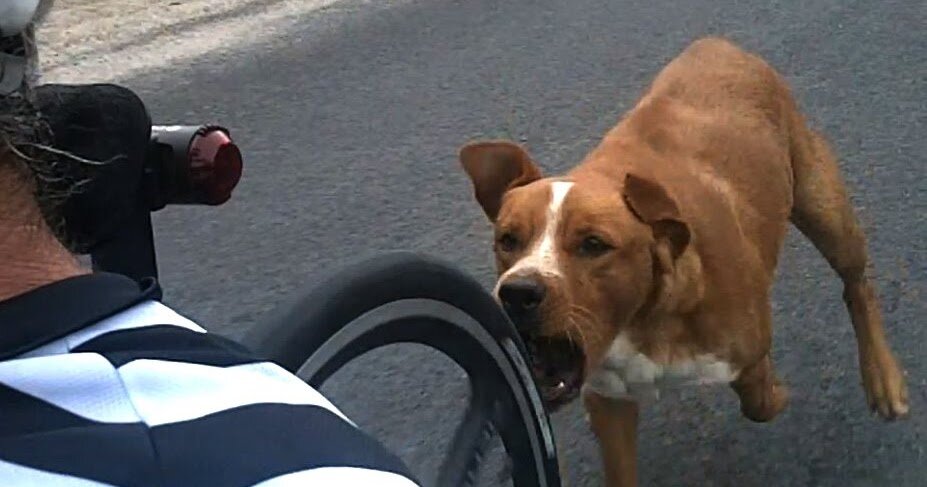 Попытка укусить