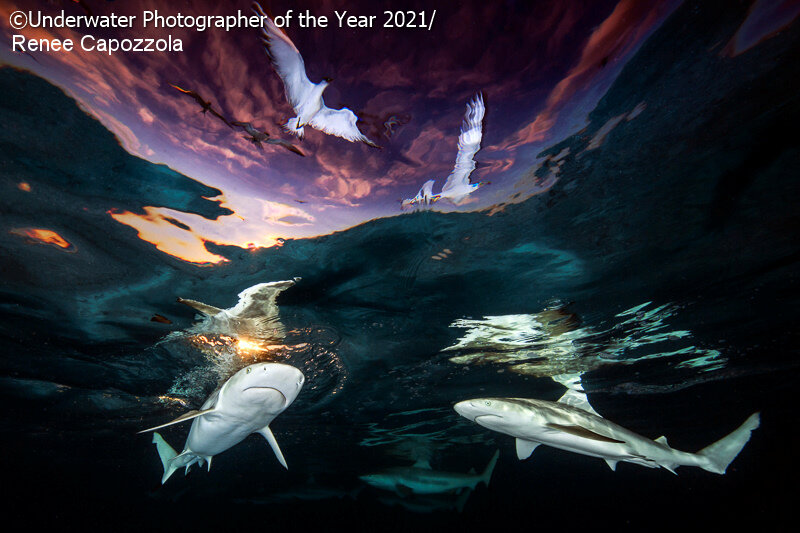 Renee Capozzola. Underwater Photographer of the Year 2021.