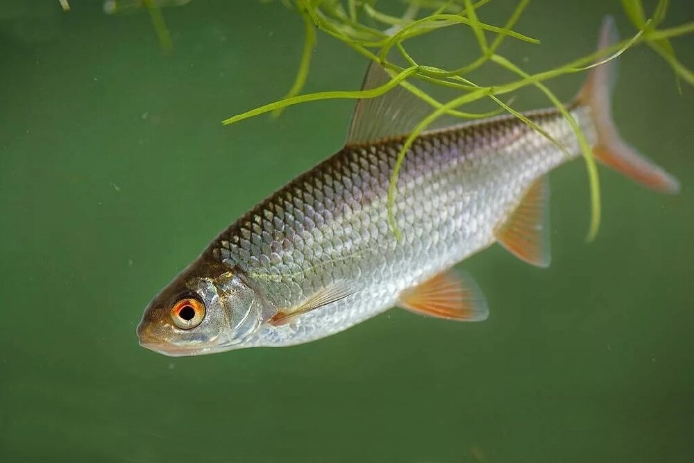 Плотва. Фото взято с источника Яндекс. Картинки