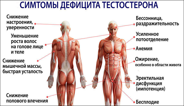 Снижение либидо у мужчин, лечение либидо в СПб