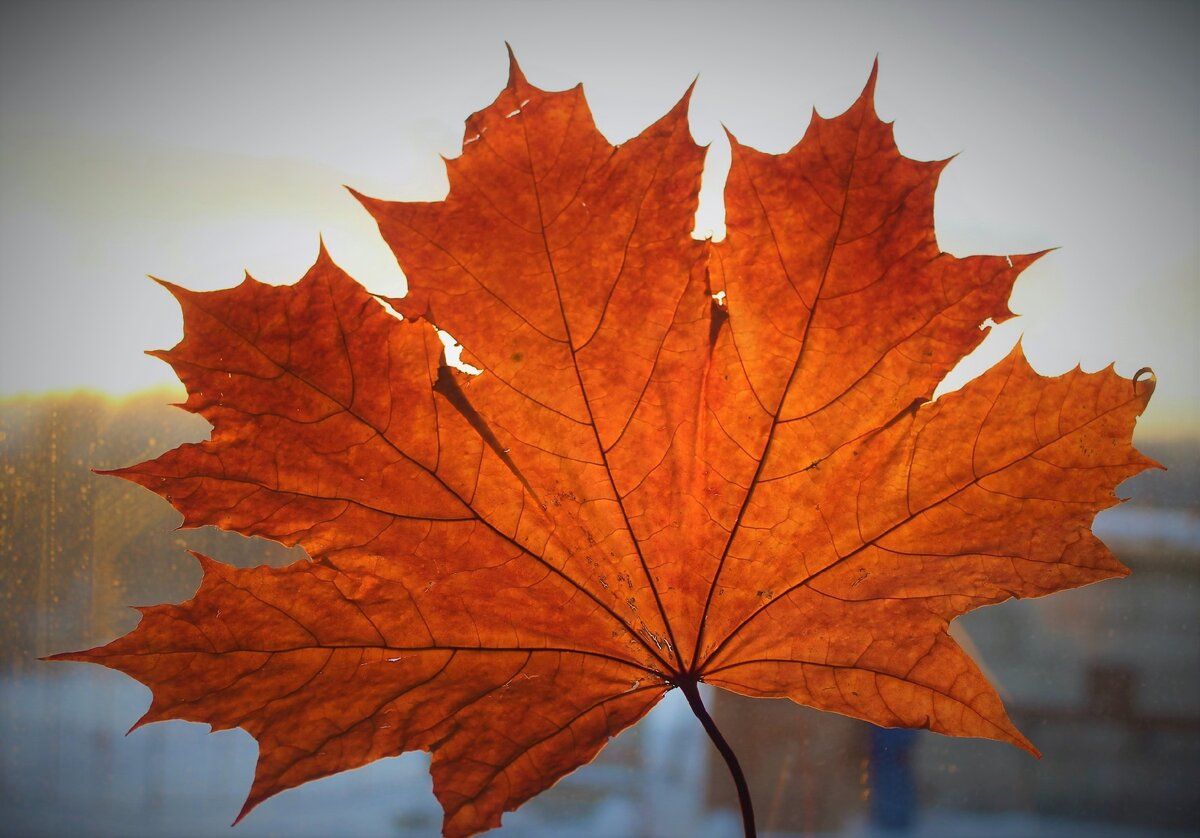 Яндекс-картинки