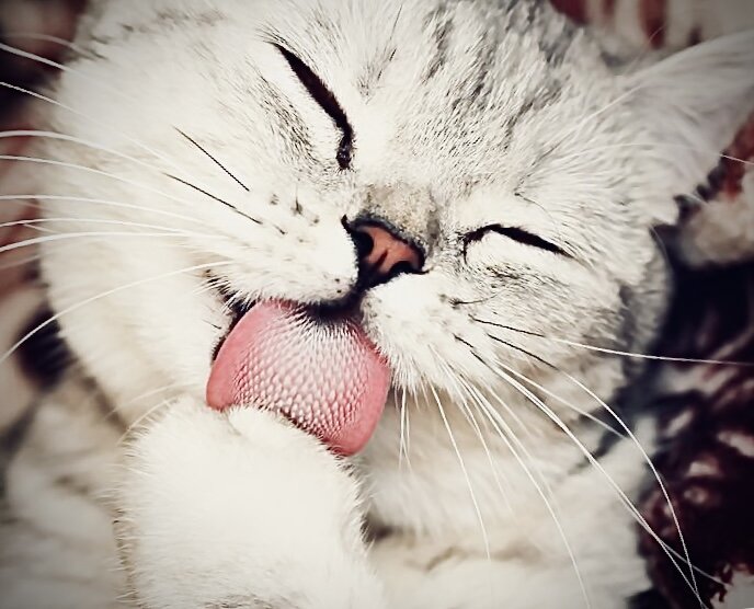 поверхность языка покрыта крючкообразными сосочками