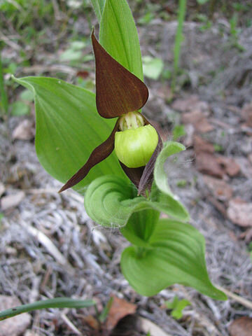 Такие Венерины башмачки росли в лесу за нашим домом. Мы выросли среди этих цветов и редкостью их не считали. Фото моё