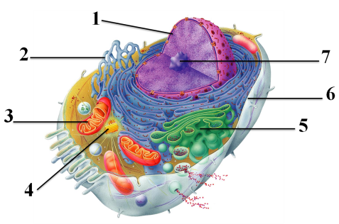 Эукариотическая клетка.