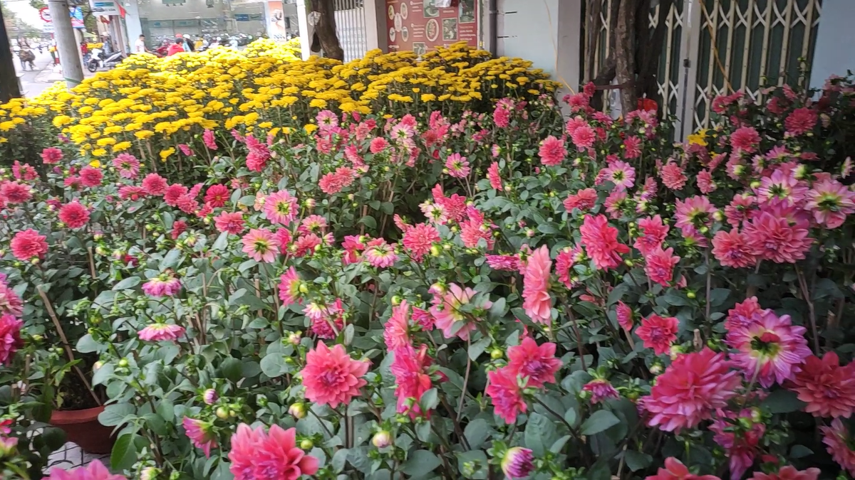 Цветок цветку рознь, а во Вьетнаме ещё и цвет цвету рознь