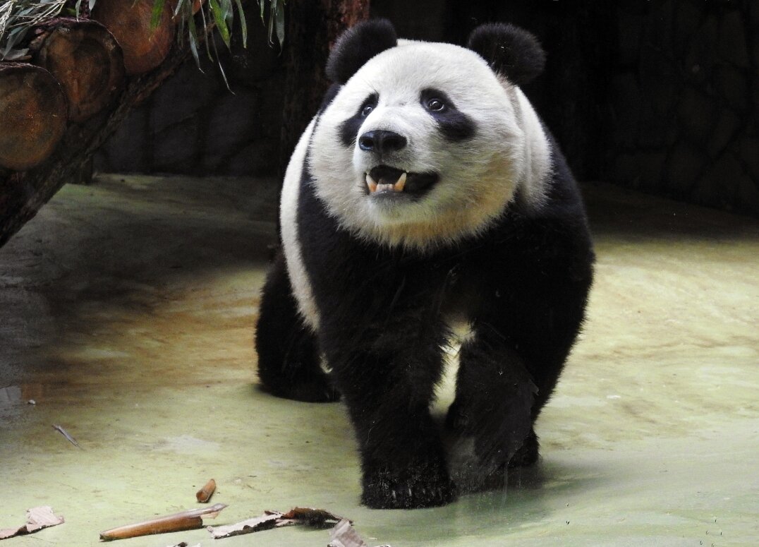 Большая панда