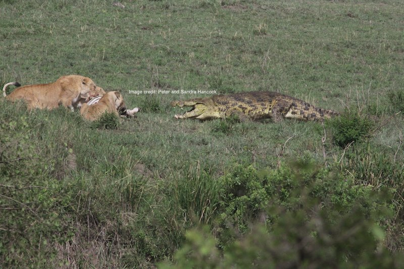 Расхожее мнение, что крокодилы не выходят на берег за добычей львов, полностью опровергается найденными нами наблюдениями. На этой фотографии большой крокодил заявляет права на тушу зебры, добытой прайдом львов.