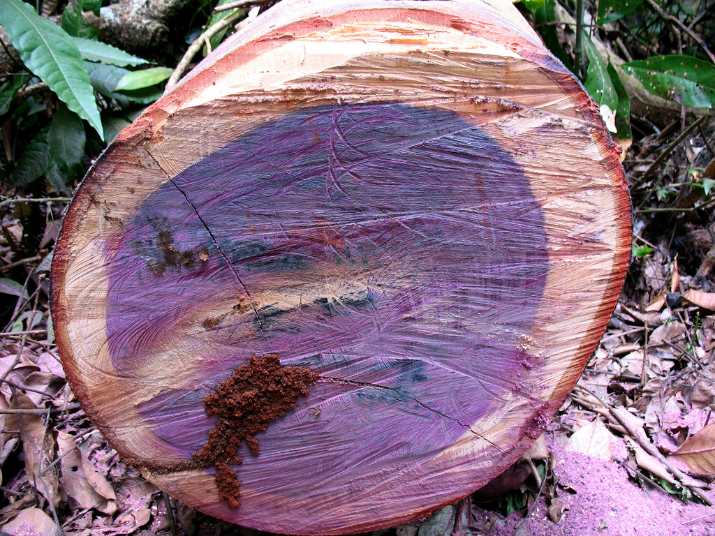 Peltogyne purpurea дерево. Амарант дерево. Aniba rosaeodora дерево. Красное дерево Амарант.