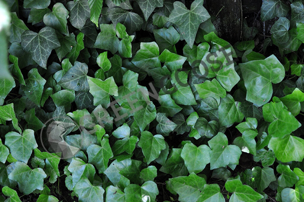  Плющ обыкновенный, или Плющ вьющийся (лат. Hedéra hélix)