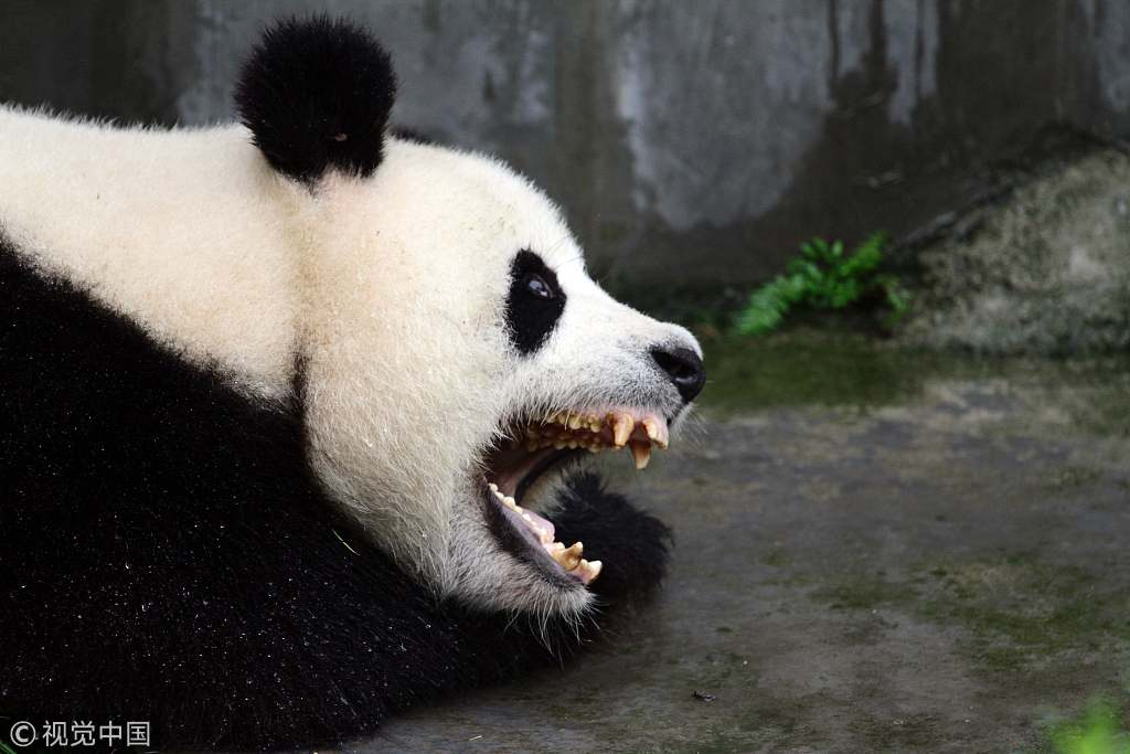 Помните, панды могут быть не только милыми, но и агрессивными! 