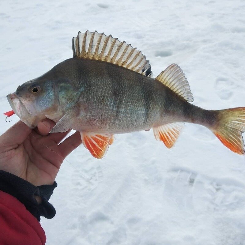 Фото https://www.instagram.com/p/CLjTW5WrrmR/