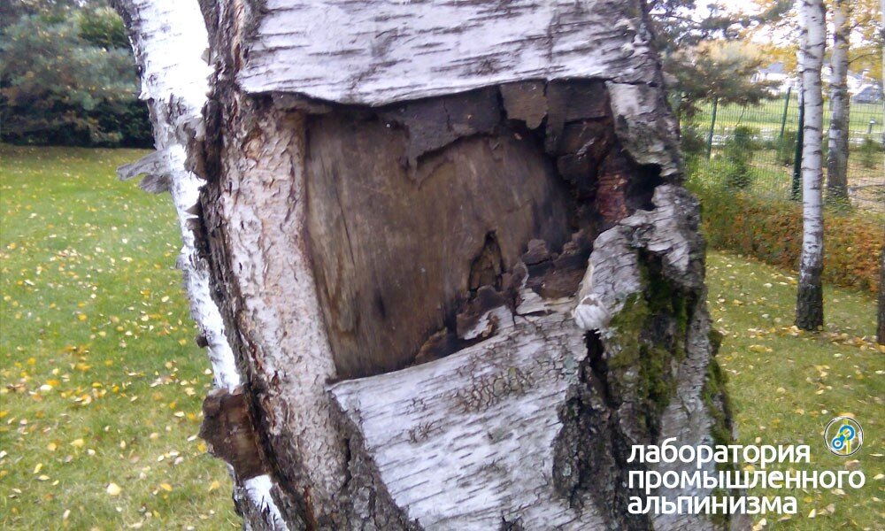 Удаление и спил аварийной берёзы