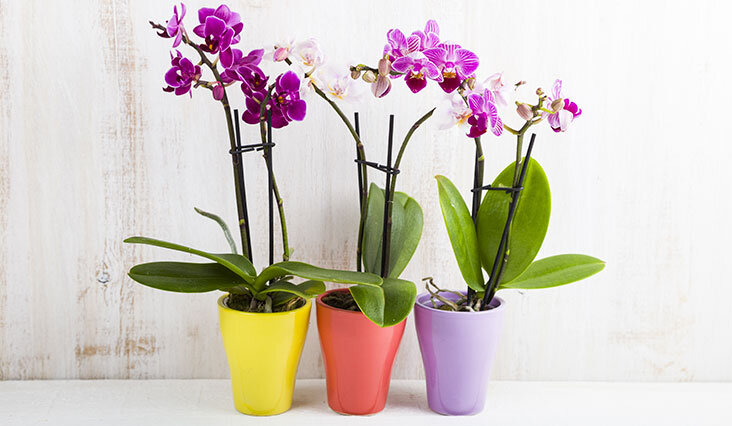 После покупки. Изображение из сети Интернет - в свободном доступе, - и носит иллюстративный характер.