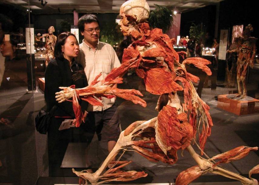 На выставке Body Worlds. Источник: http://bodyworlds.moscow/ru