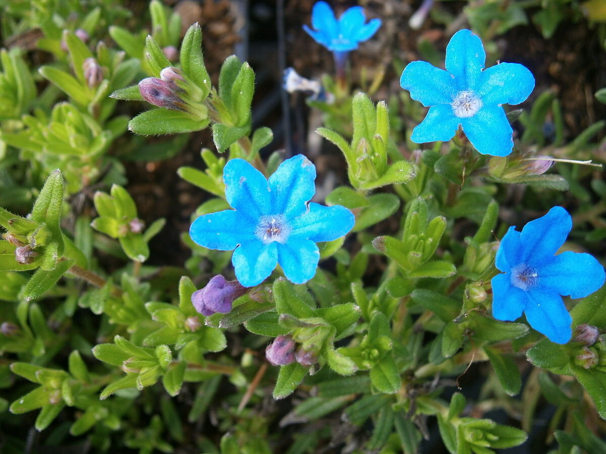 Литодора Heavenly Blue