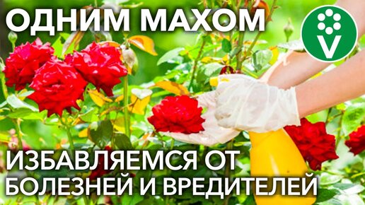 ОТ ВСЕХ БЕД РОЗ ПОМОЖЕТ ОДНО ЗАБЫТОЕ СРЕДСТВО! Обработка роз от болезней и вредителей