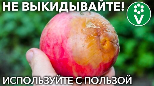 Какую Пользу могут принести испорченные яблоки и закатки?