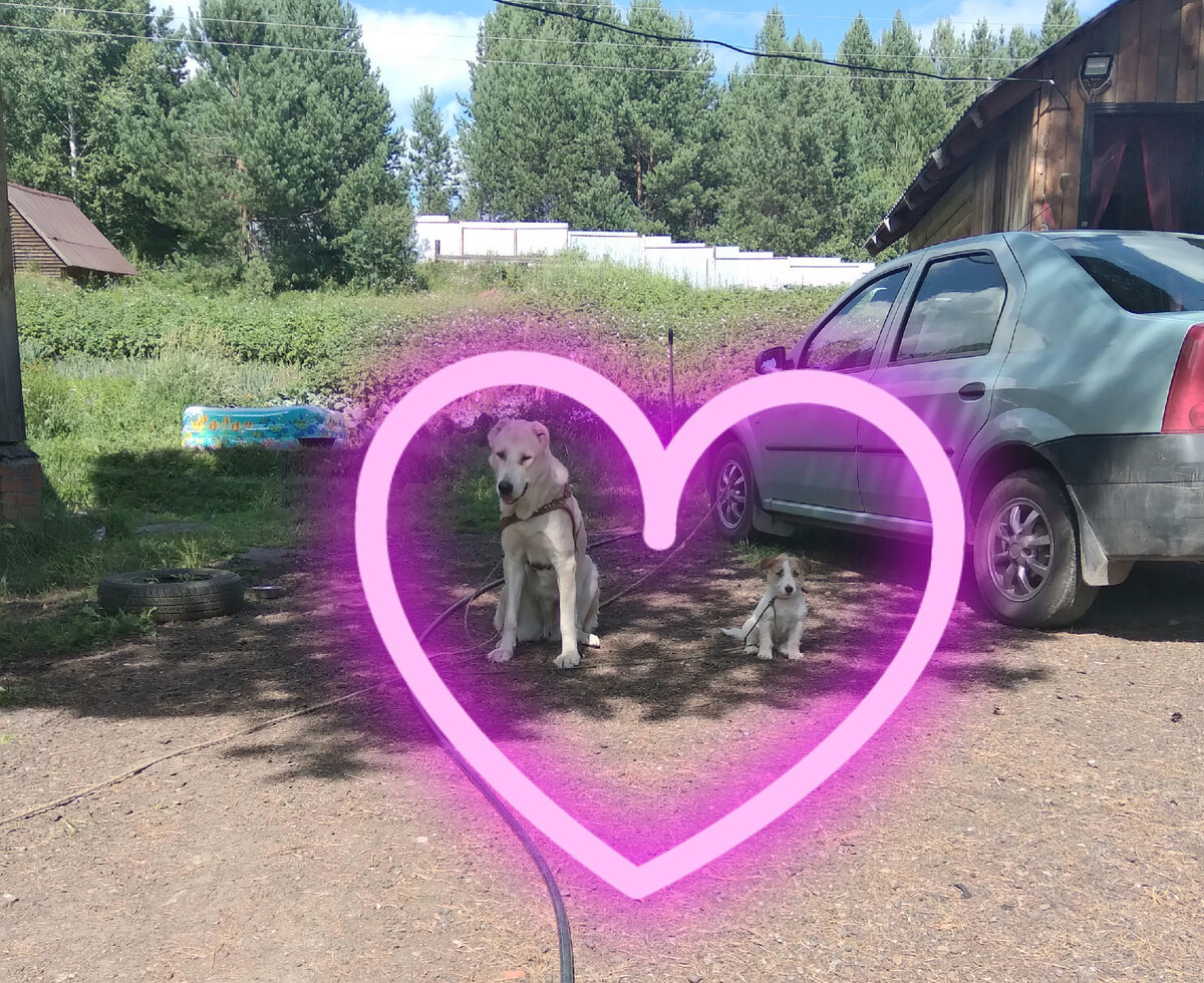 Вместе смотрят как ремонтируют забор