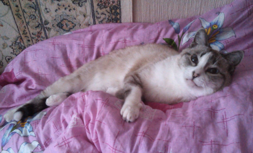 Лучший совет от Милки. Что смотришь? Ложись давай!