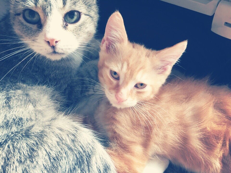 Нарцисс с маманькой