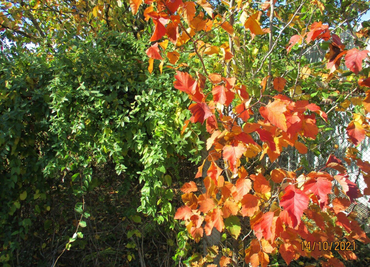 Деревья, которые меняют цвет листьев