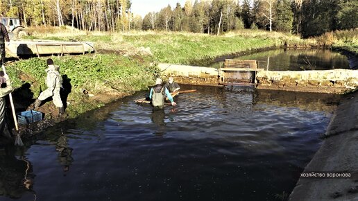 Процесс вылова выращенной рыбы. Тонны карпа и щуки