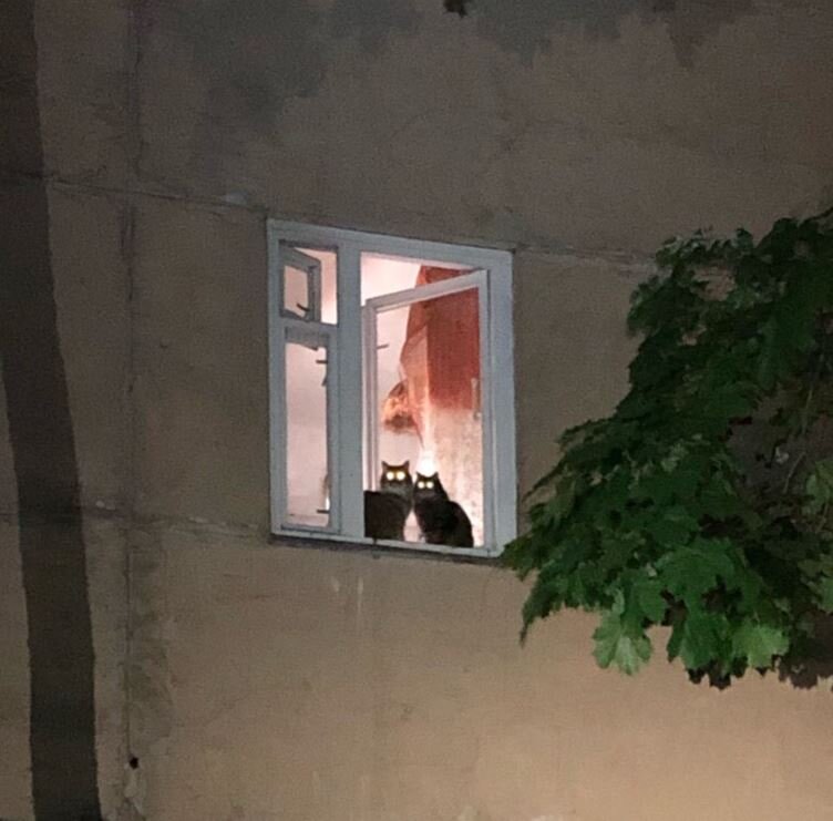 Коты наблюдают за спасательной операцией