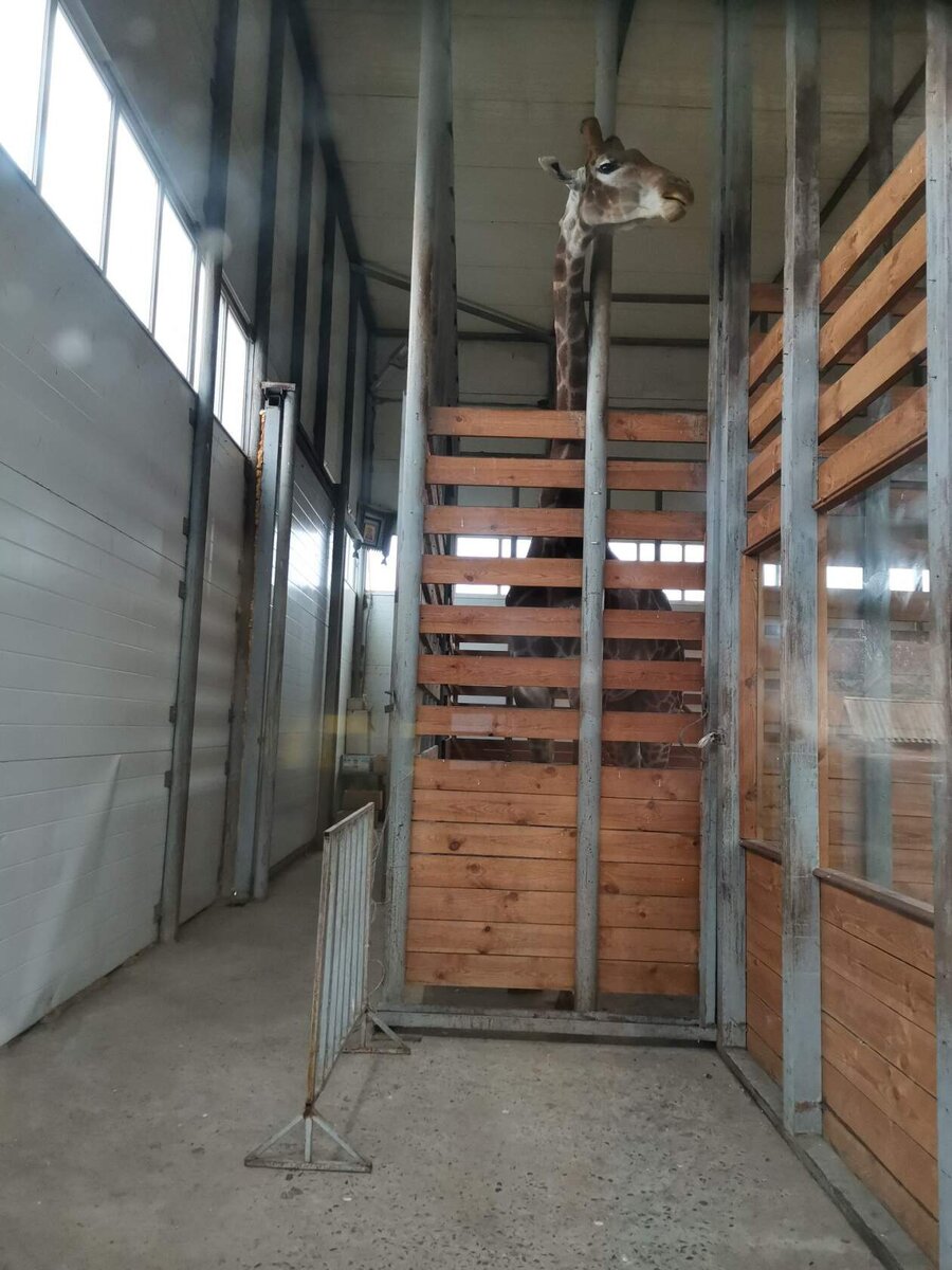 В зоопарке содержится около 80 видов животных. Здесь можно увидеть африканских носорогов с зебрами, тигров, шриланкийских леопардов, львов, пум, каракалов и сервалов, бурых, гималайских и белокоготных медведей, пятнистых оленей, зубров, яков, верблюдов, гуанако, шимпанзе и других обезьян, дикобразов, павлинов, аистов, страусов и конечно фазанов. Среди них есть фазаны довольно редких пород - синие ушастые, коричневые ушастые, фазан Свайно, фазан Эллиота, гималайский монал и др.