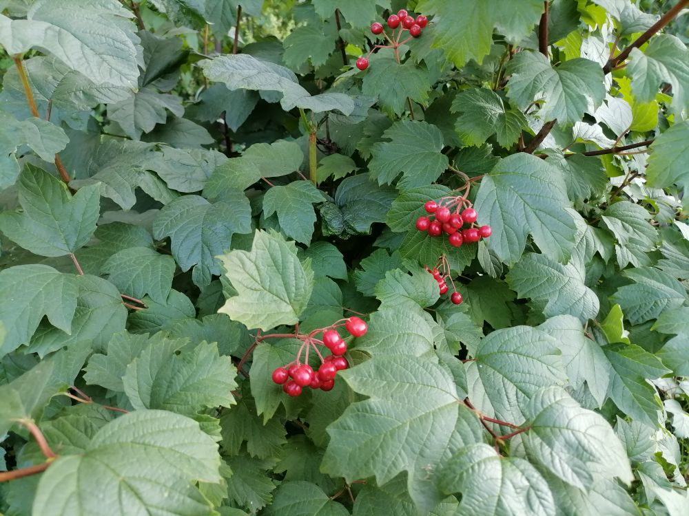 Калина осенью, фото автора