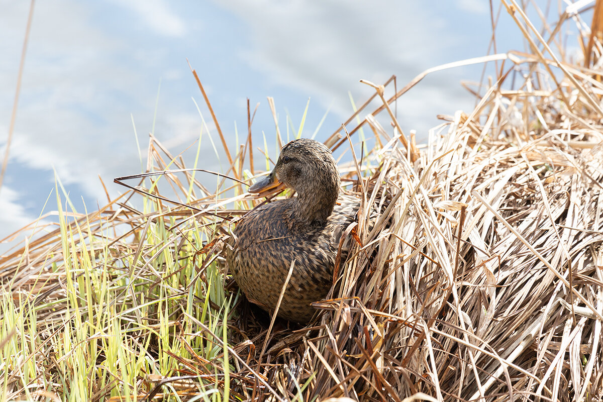 Утка разбор слова по составу. Около ямки ходят утка с утятами утка. Утка какой корень. Разобрать слово утята. Утка крякает а утята пищат.