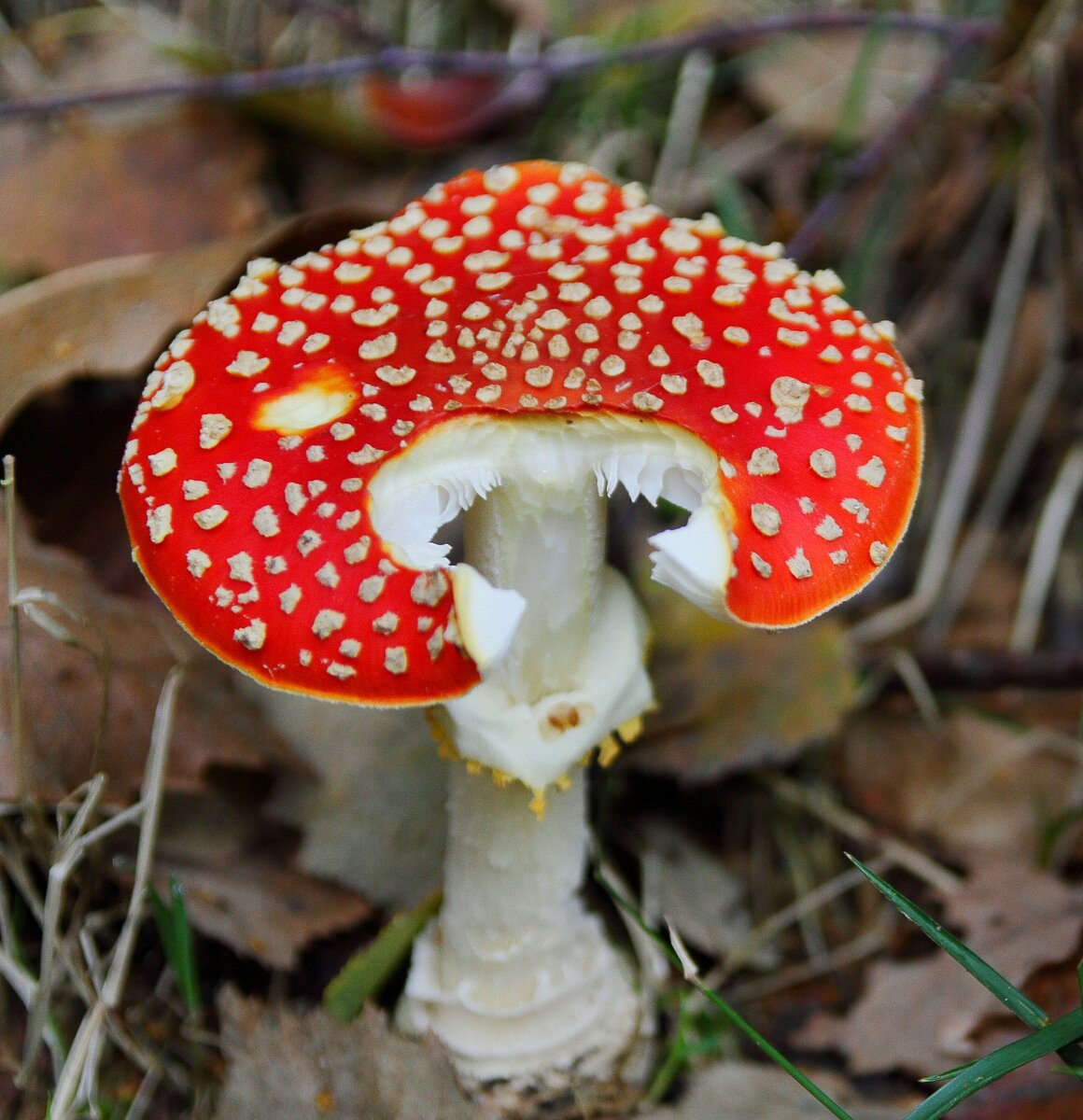 картинка из открытого доступа