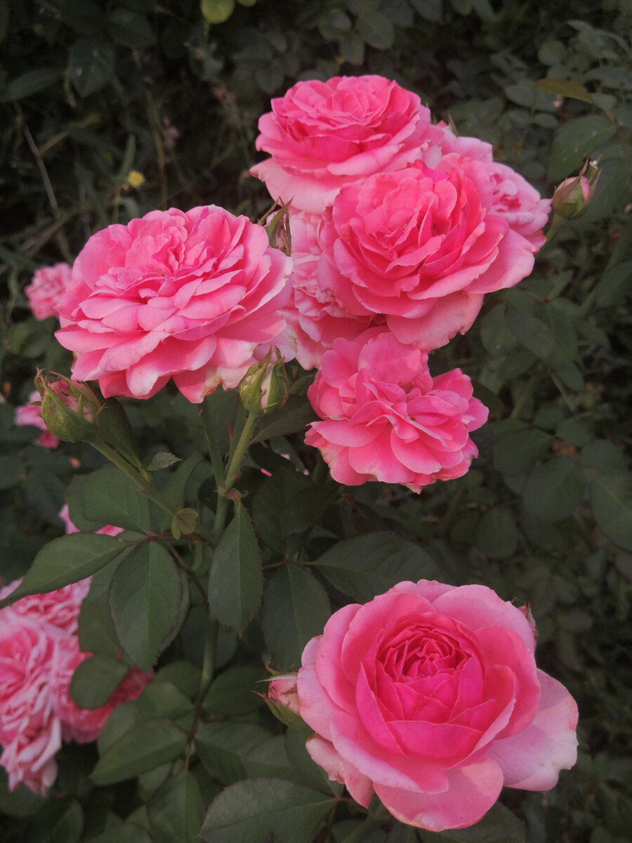 Не люблю безымянные розы. | Про розы, сад и путешествия | Дзен