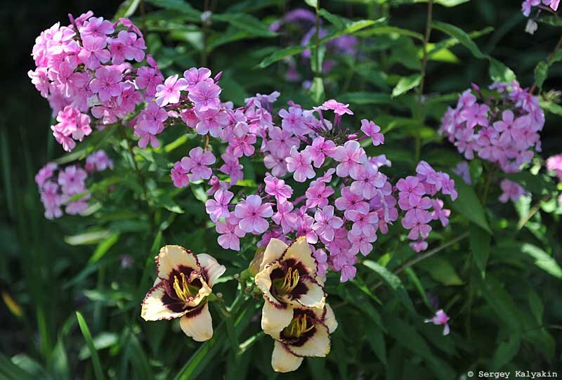 Розовый Шанжан