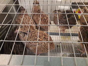 мои перепелочки