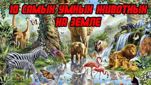 Проект на тему десятка самых умных животных мира