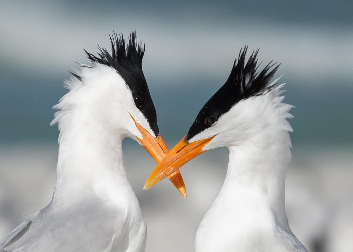 Брачный инстинкт